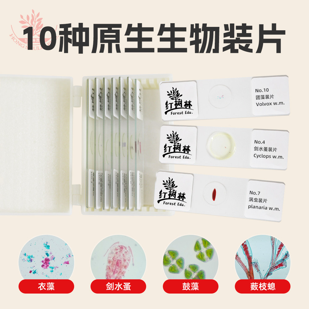 精选10种原生动物显微镜切片眼虫衣藻高教品质教学研究用显微玻片