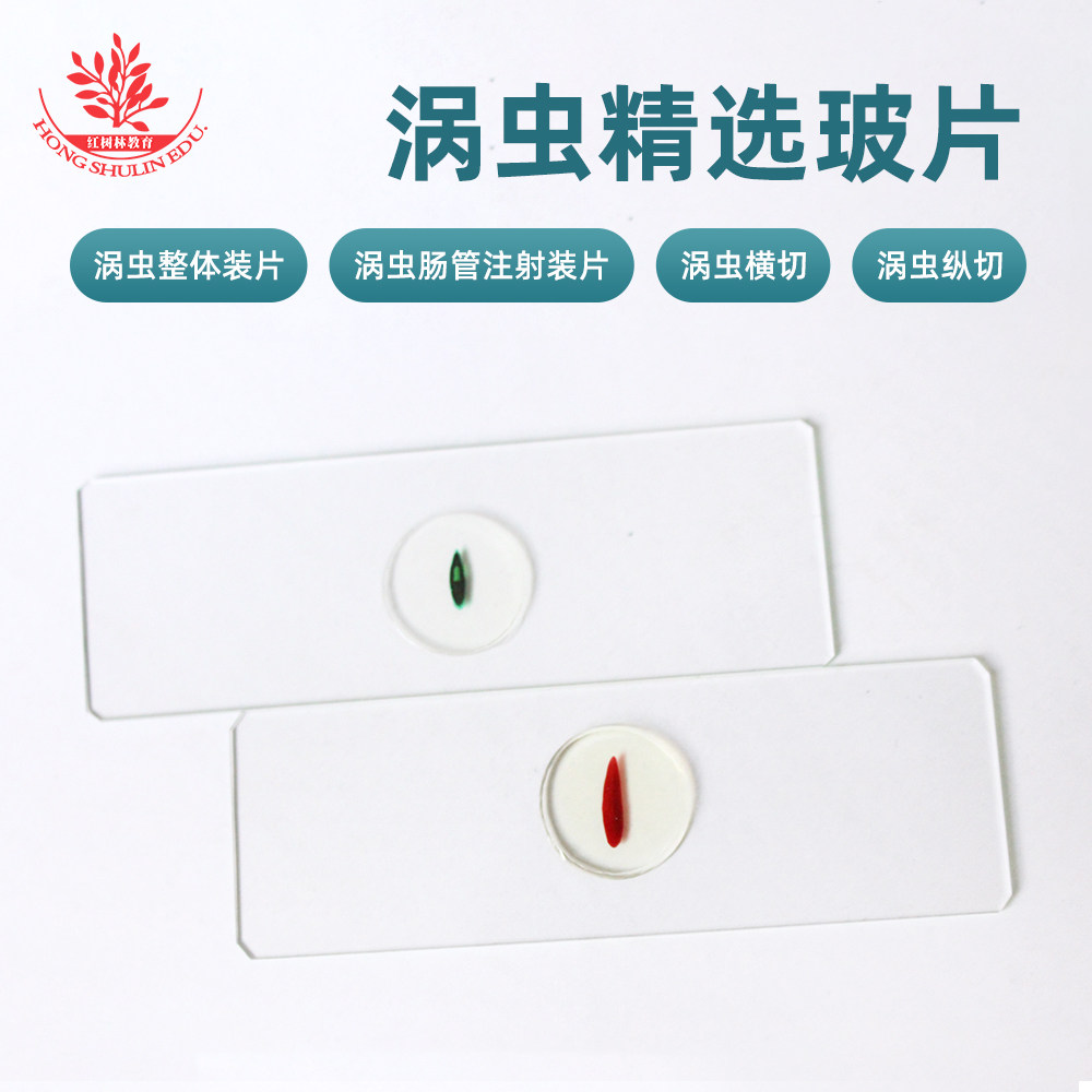 涡虫整体装片结构清晰染色鲜艳教学实验室用生物玻片涡虫肠管装片