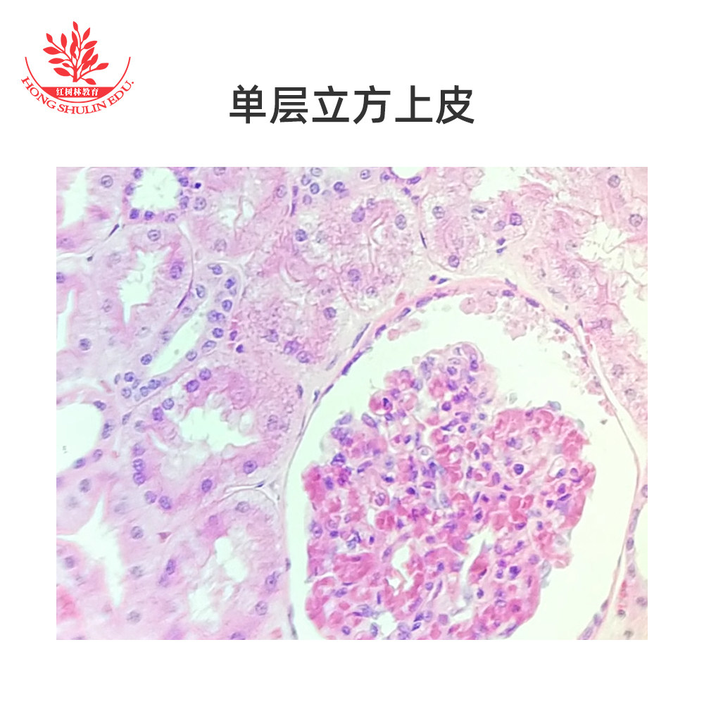 单层扁平上皮单层立方上皮复层扁平上皮显微玻片组织类显微镜玻片