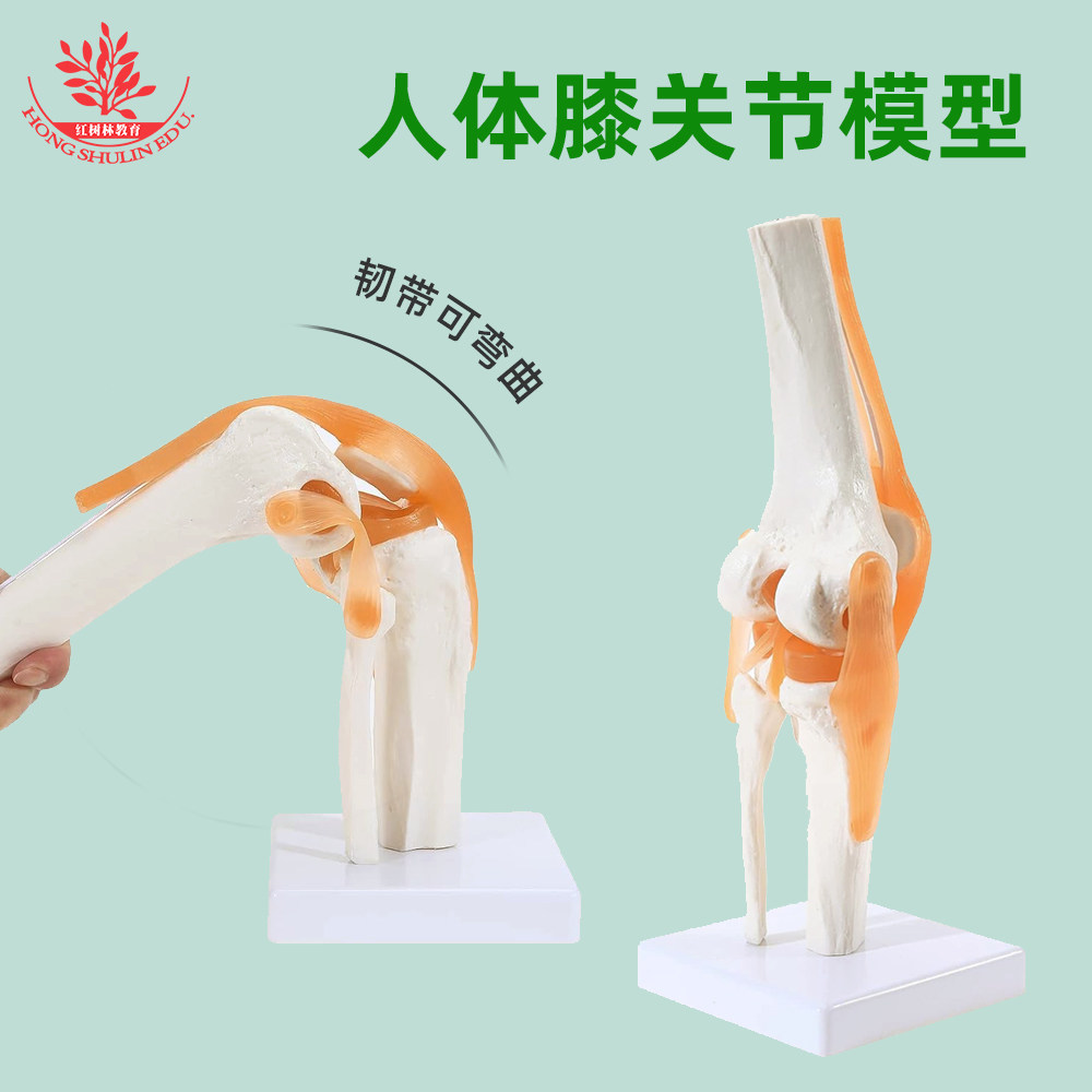 膝关节模型附韧带医学院教学展示医患沟通人体关节模型人体自然大