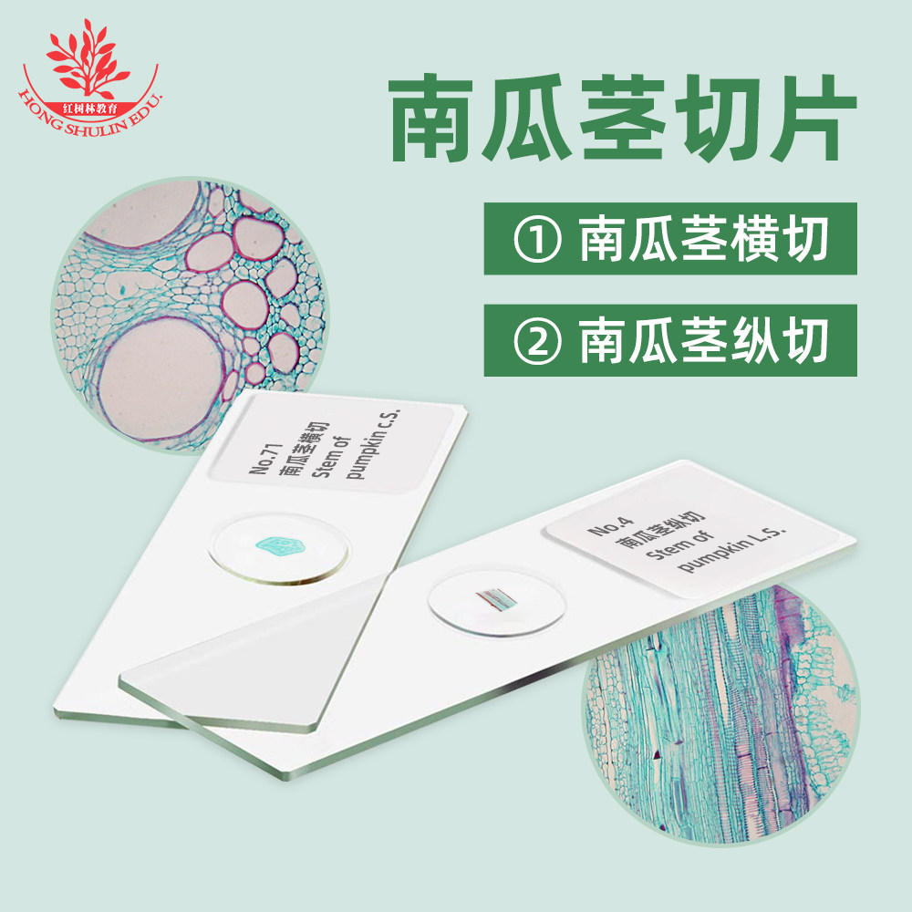 南瓜茎横切纵切染色均匀细胞清晰高等教学使用生物显微镜标本切片