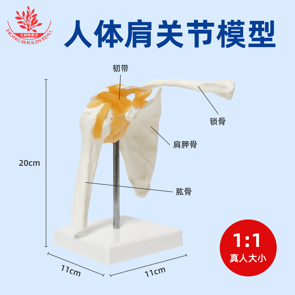 人体肩关节功能模型PVC材质