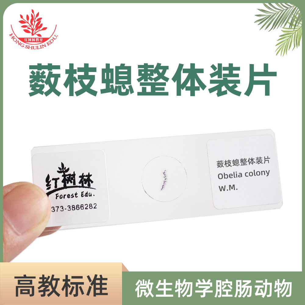 薮枝螅整体装片高教标准结构清晰生物学腔肠动物医用标本片