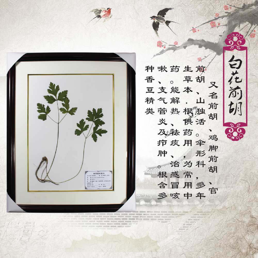 中草药植物腊叶标本中药馆植物标本馆展示展览用精装草本植物标本