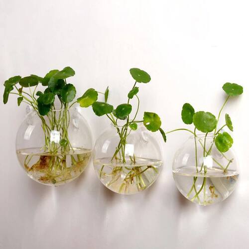 Wall Hanging Semi-circular Glass Flower Vase Plant Hydroponi