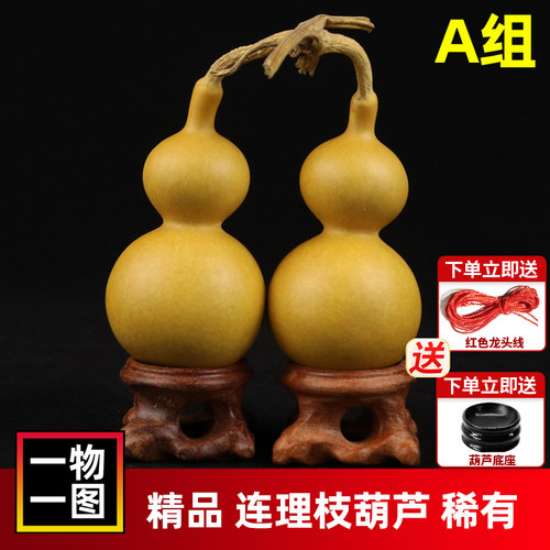 小葫芦连枝双胞胎手捻美国小葫芦