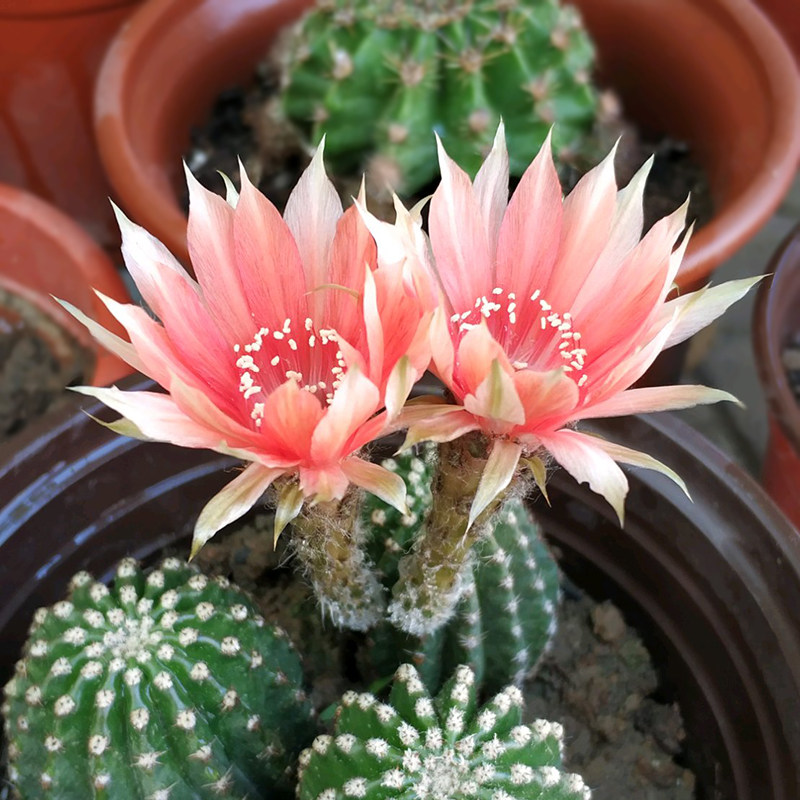 二月晴开花仙人球仙人柱黑金刚开大花彩草群生超大