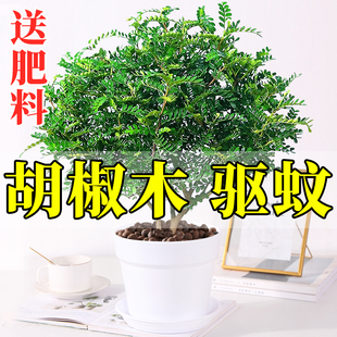 正宗清香胡椒木盆栽花卉室内外驱蚊草植物树苗老桩盆景九里香绿植