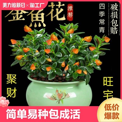 【四季常青】金鱼花吊兰盆栽室内绿植花卉多肉植物绿萝发财树好养