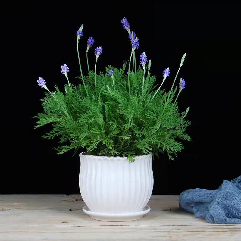 薰衣草盆栽四季开花清香花卉特丽莎莫奈梦娜花苗室内吸毒草特丽莎