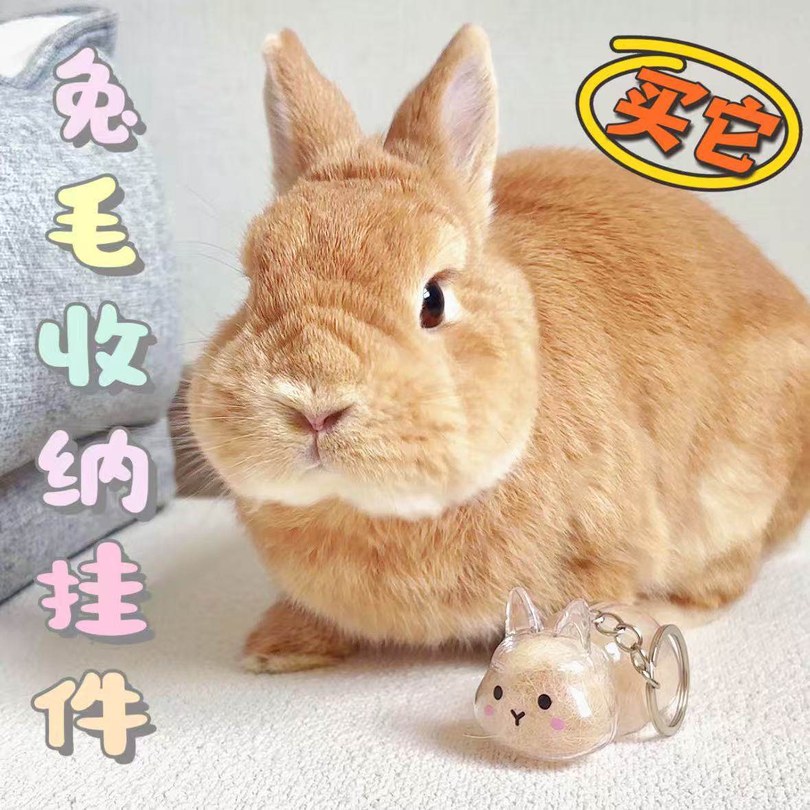 兔兔毛发收纳挂件宠物兔形透明收纳盒纪念收藏钥匙扣背包挂件,宠物/宠物食品及用品,兔兔其他,淘宝优惠券,粉丝福利购,淘宝优惠卷