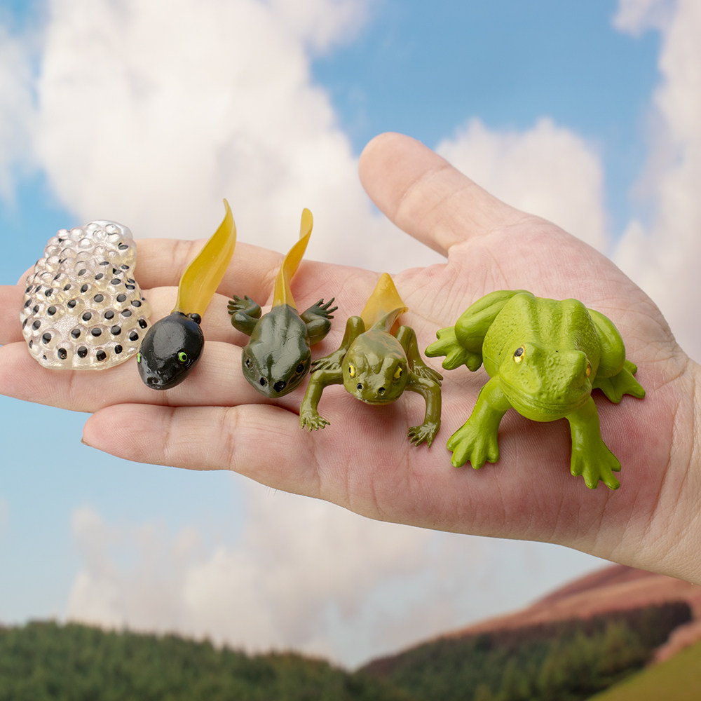 青蛙成长周期模型动物成长过程蝌蚪模型儿童早教认证,玩具/童车/益智/积木/模型,仿真/动物玩偶,淘宝优惠券,粉丝福利购,淘宝优惠卷