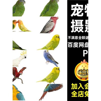 高清元素鹦鹉PNG摄影八哥素材图片背景无pngpng鹦鹉宠物
