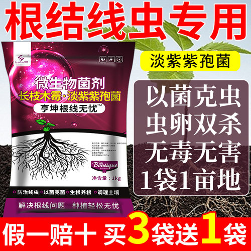 根结线虫专用淡紫孢菌治