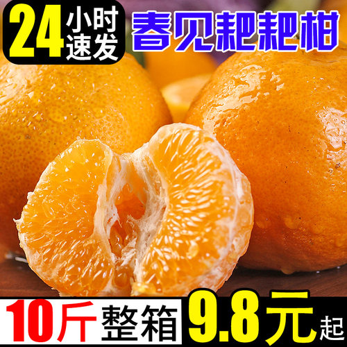 春见耙耙柑桔子新鲜10斤橘子当季时令应季水果蜜橘整箱柑橘