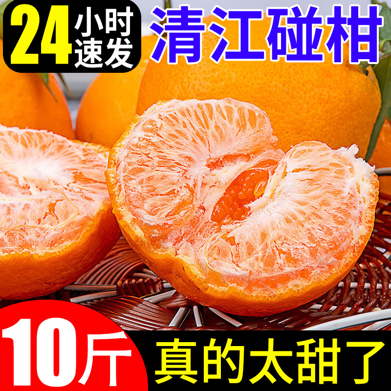 清江碰柑10斤大果桔子特甜多汁