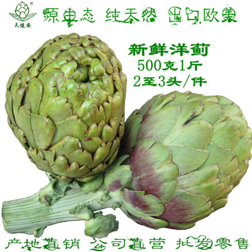 新鲜洋蓟露天种植更加清香甘甜