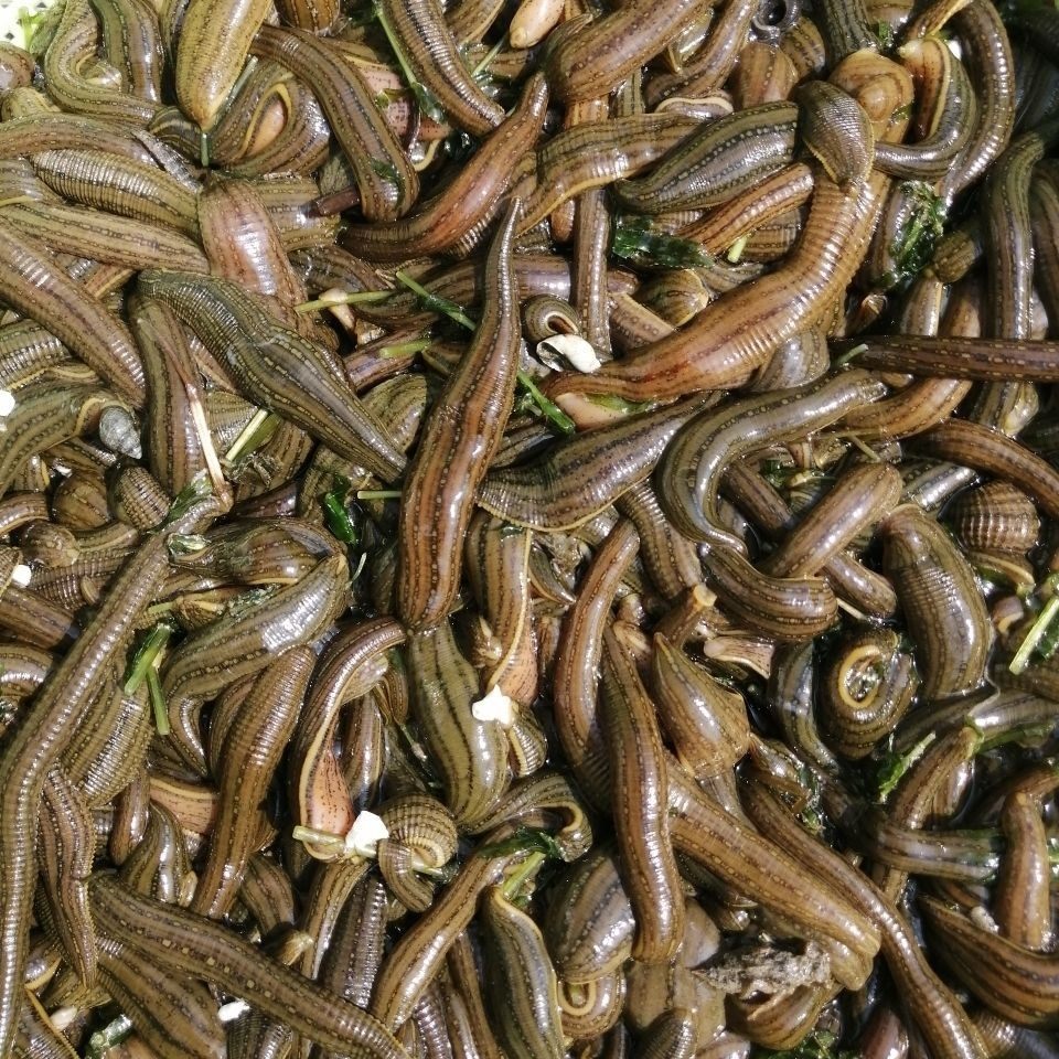 鲜活水蛭养殖种苗金边蚂蟥活体蚂蝗苗金线蛭拍1件是1斤是500克,宠物/宠物食品及用品,其它水族宠物,淘宝优惠券,粉丝福利购,淘宝优惠卷