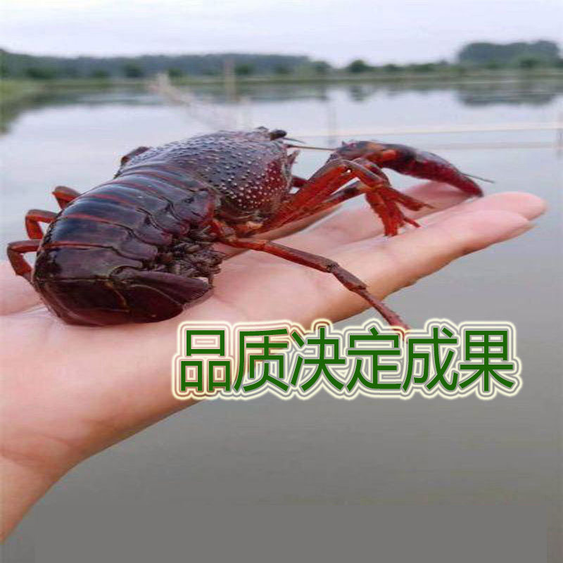 送水草小龙虾苗养殖种虾繁殖种苗虾种培育小龙虾种幼苗青虾苗饲养