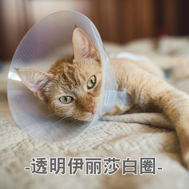 透明伊丽莎白圈狗狗猫猫防舔头套