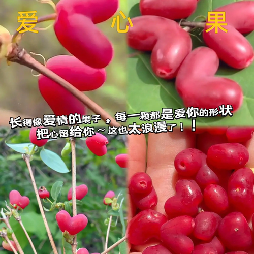 爱心果盆景郁香忍冬杈杷果树苗