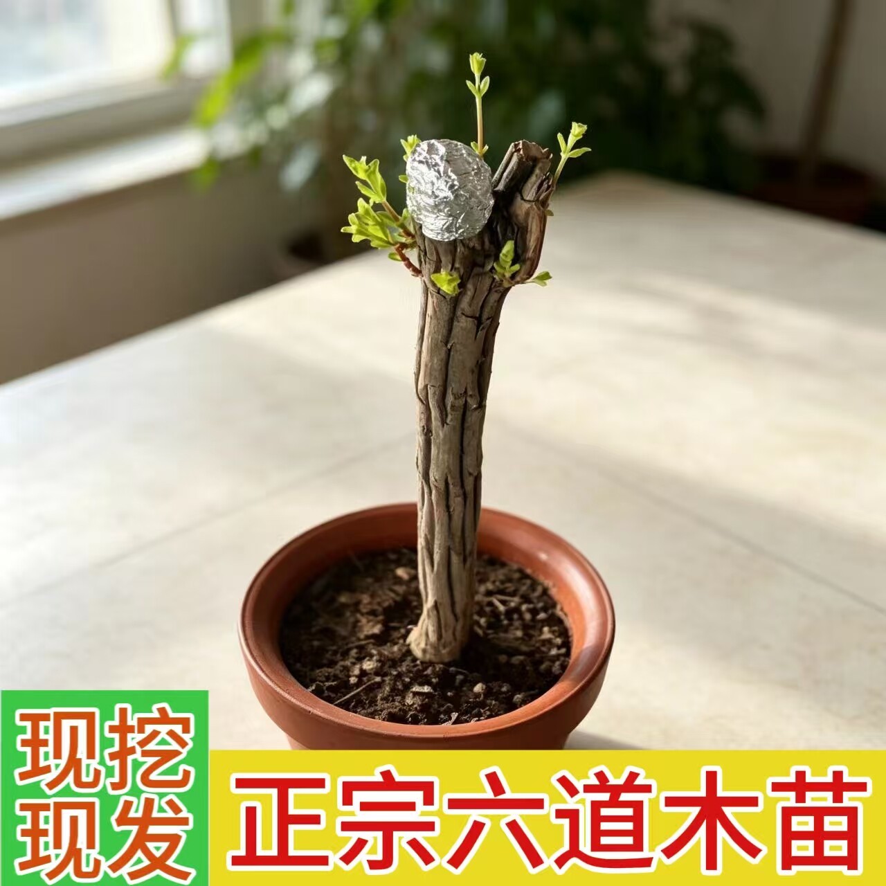 降龙木树苗 六道木树苗盆景素材老桩盆栽绿植镇宅树 六道木原木棍
