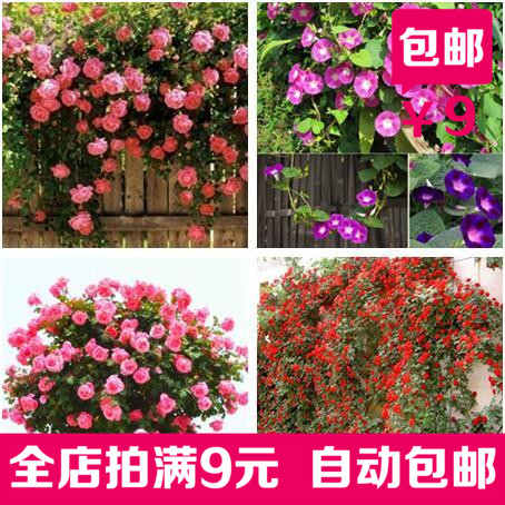 爬藤四季開花薔薇花紫藤爬山虎茶花牡丹含羞草玫瑰牽牛花種子盆栽
