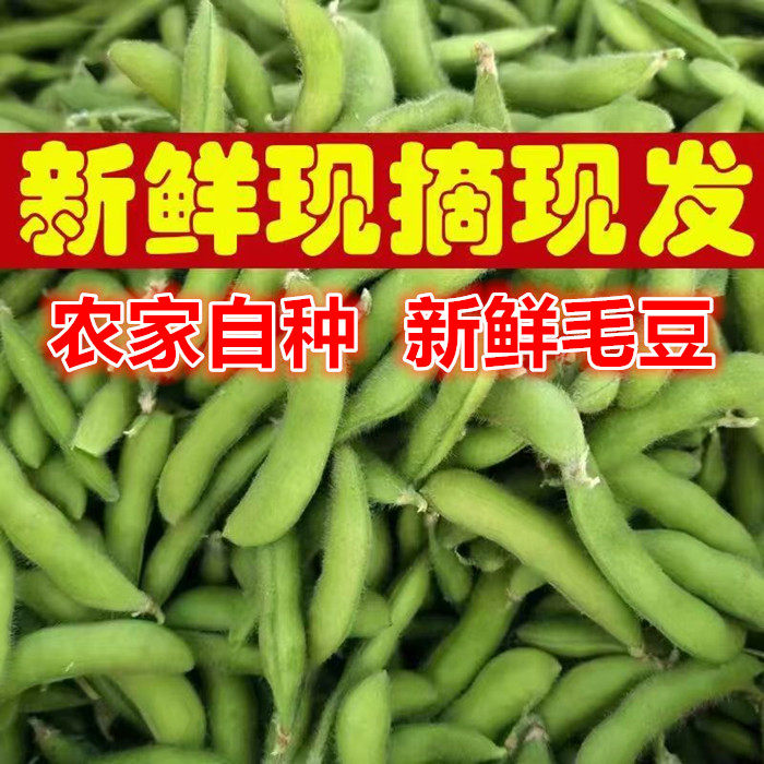 毛豆新鲜毛豆带壳青豆当季农家自种蔬菜现摘豆角豆家商用农产品
