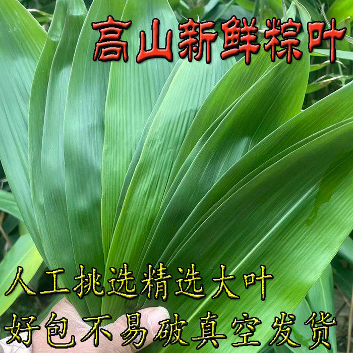 粽叶新鲜粽子叶野生箬叶大粽叶人工精选特大号100片真空家用包粽