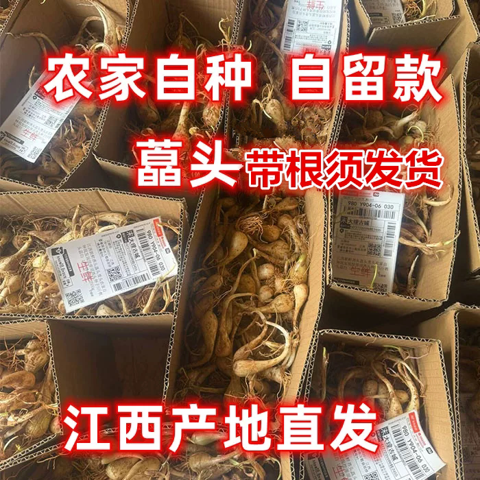 新鲜藠头荞头农家自种茭头叫头现挖带根须可以种植江西当季蔬菜