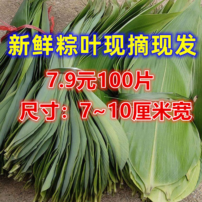 粽叶新鲜粽子叶大号野生农家箬叶现摘现发100片大叶家用端午包粽