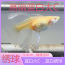 绣球孔雀鱼蓝白绣球大C孔雀鱼热带鱼小型纯种观赏鱼孔雀鱼凤尾鱼