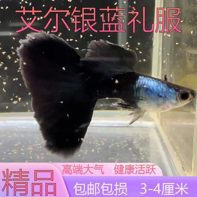 孔雀鱼艾尔银蓝礼服纯系精品活体纯种包邮水族凤尾礼服淡水鱼