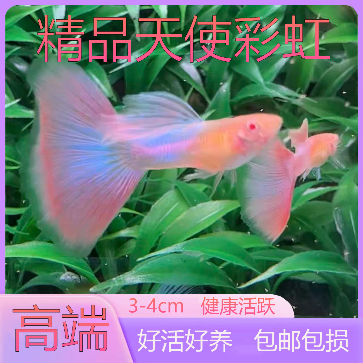 孔雀鱼天使彩虹纯系精品活体鱼