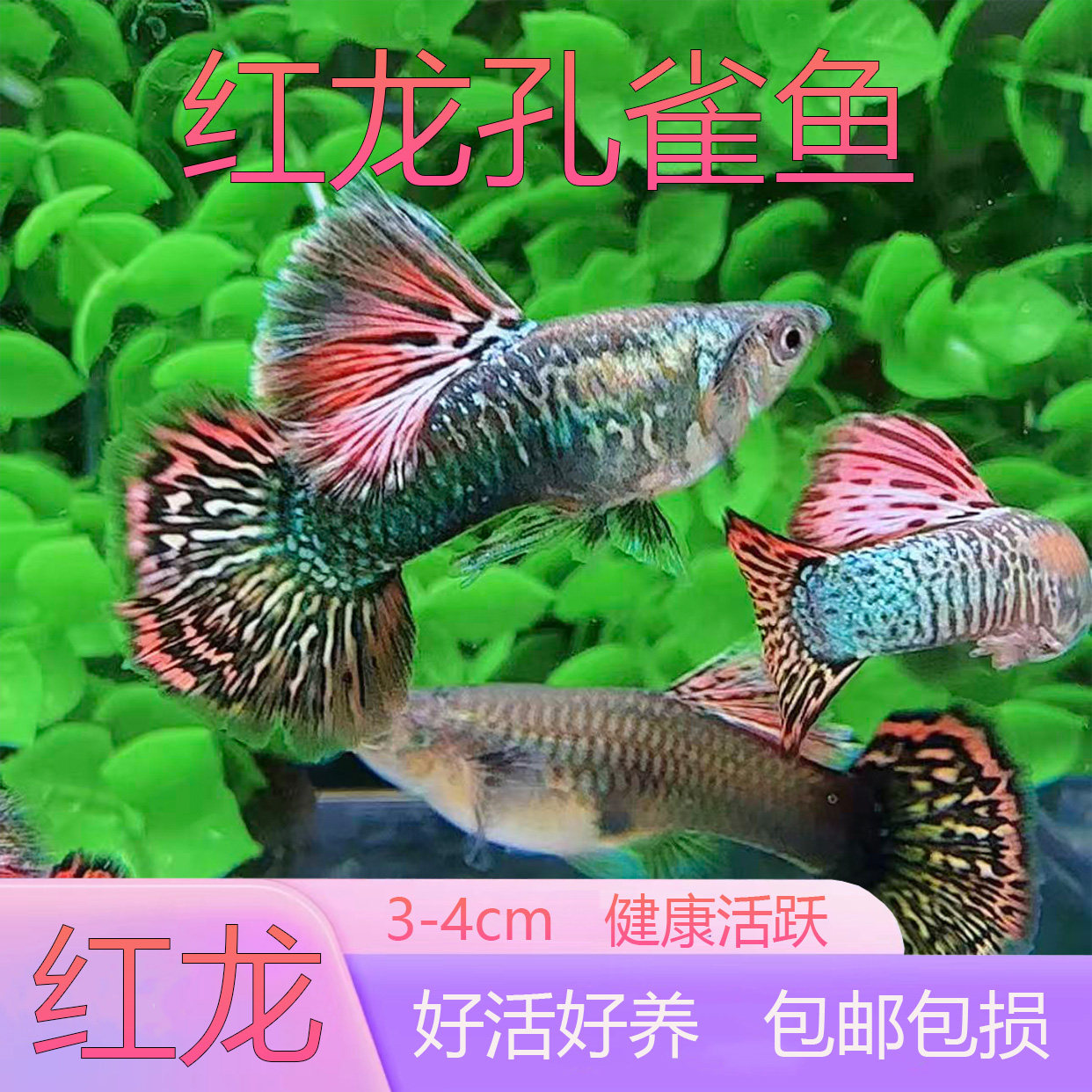 红龙孔雀鱼3-4cm活体观赏鱼好养包邮包损健康活跃