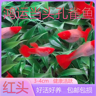 鸿运当头孔雀鱼精品旺风旺水红头草缸热带淡水胎生临产怀孕母鱼