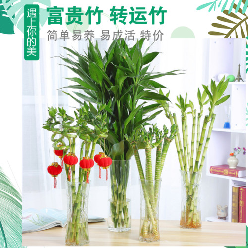 竹子水养富贵竹水培植物转运竹