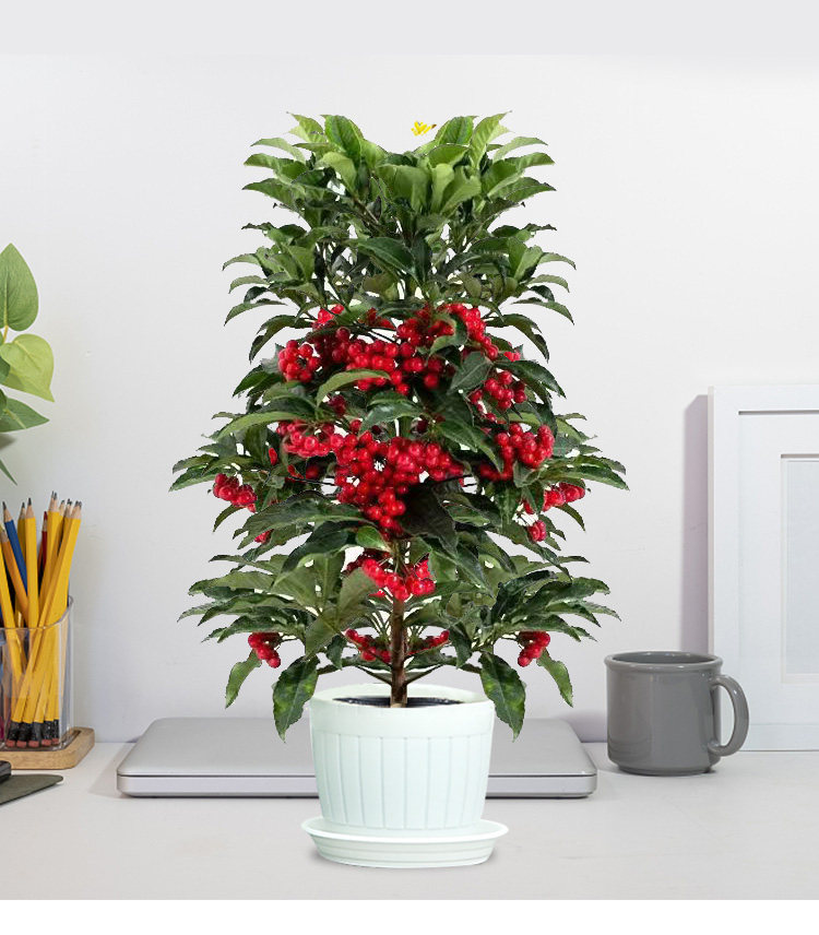 【带果发货】富贵籽盆栽富贵子树苗黄金万两室内植物摆件耐寒花卉