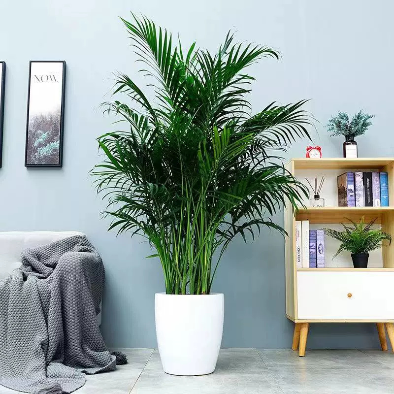 富贵竹散尾葵夏威夷竹子