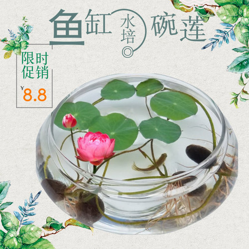 透明玻璃花瓶水培金鱼缸植物碗莲