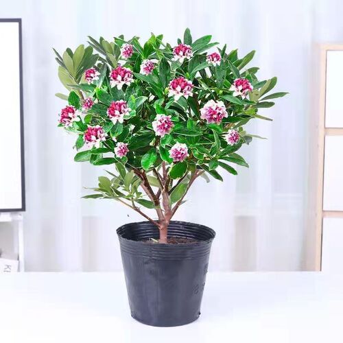 耐寒植物金边瑞香大苗