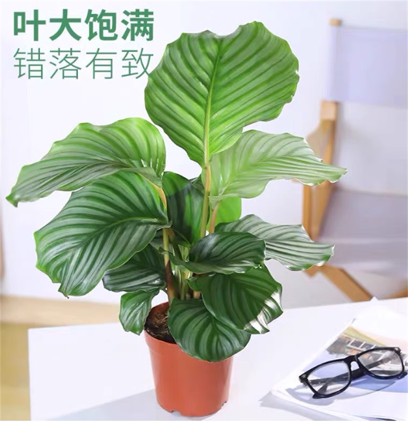 水培青苹果竹芋大盆栽室内吸甲醛净化空气办公室观叶植物四季好养