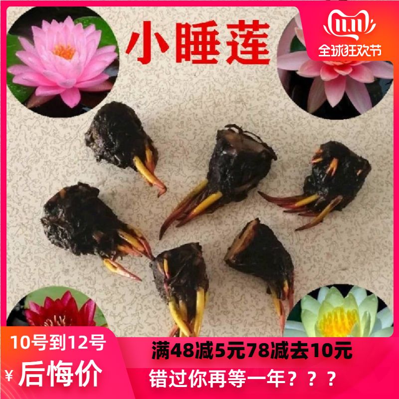 水培植物迷你小睡莲盆栽带芽睡莲根块碗莲水生花卉四季好养鱼缸池