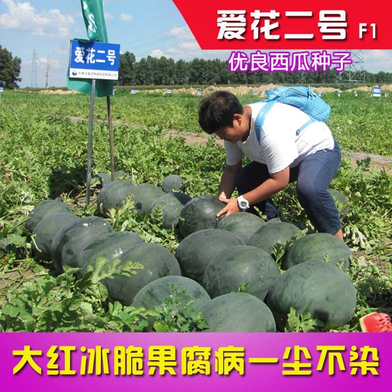 爱花二号西瓜种子特大果椭圆形墨绿黑皮红瓤少籽南北均可种植高产
