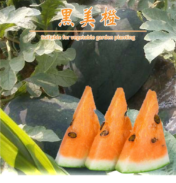 超大超甜浪潮黑美橙西瓜种子黑皮橙瓤大果金蜜兰黄瓤黄肉礼品瓜籽