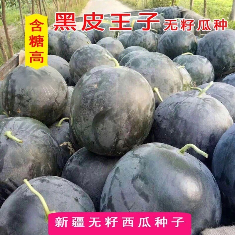 浪潮二号黑虎三号原黑皮王子西瓜种子无籽西瓜大红心超甜原装正品