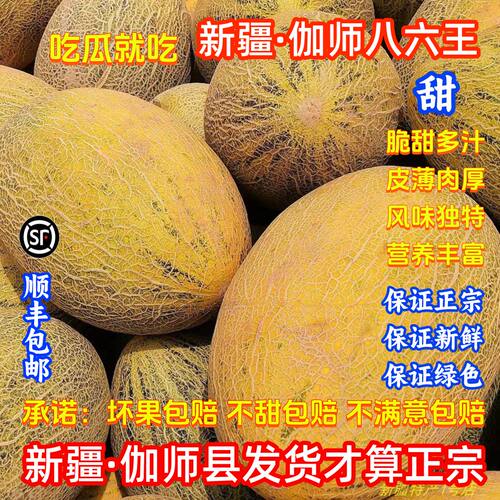 正宗新疆伽师八六王产地直发包邮