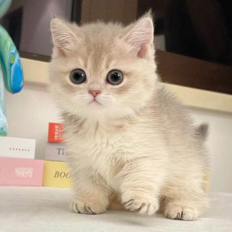 曼基康矮脚猫纯种赛级幼猫活体英短蓝白橘色米努特拿破仑活体猫舍