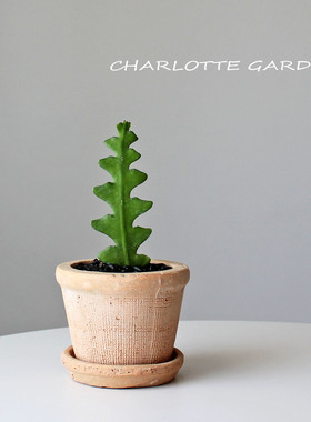 鱼骨令箭 仙人掌多肉植物 室内绿植 办公室桌面绿植盆栽 创意礼物