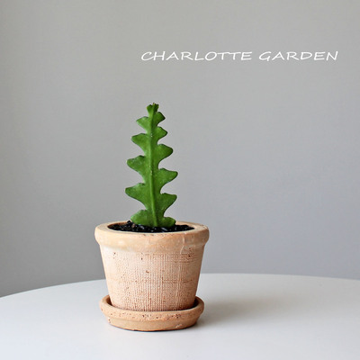 鱼骨令箭仙人掌多肉植物